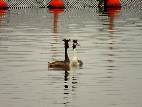 Great crested grebes courtship display 2 It was courtship season for the great crested grebes on lake Kerkini. Geotagged,Great Crested Grebe,Greece,Lake Kerkini,Podiceps cristatus,Spring,courtship display