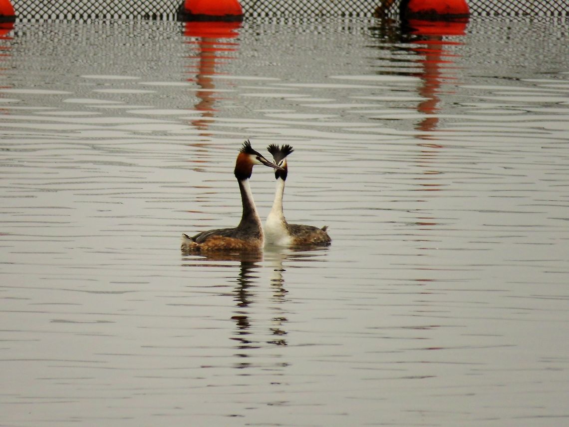 Great crested grebes courtship display 1 It was courtship season for the great crested grebes on lake Kerkini. Geotagged,Great Crested Grebe,Greece,Lake Kerkini,Podiceps cristatus,Spring,courtship display