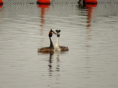 Great crested grebes courtship display 1 It was courtship season for the great crested grebes on lake Kerkini. Geotagged,Great Crested Grebe,Greece,Lake Kerkini,Podiceps cristatus,Spring,courtship display