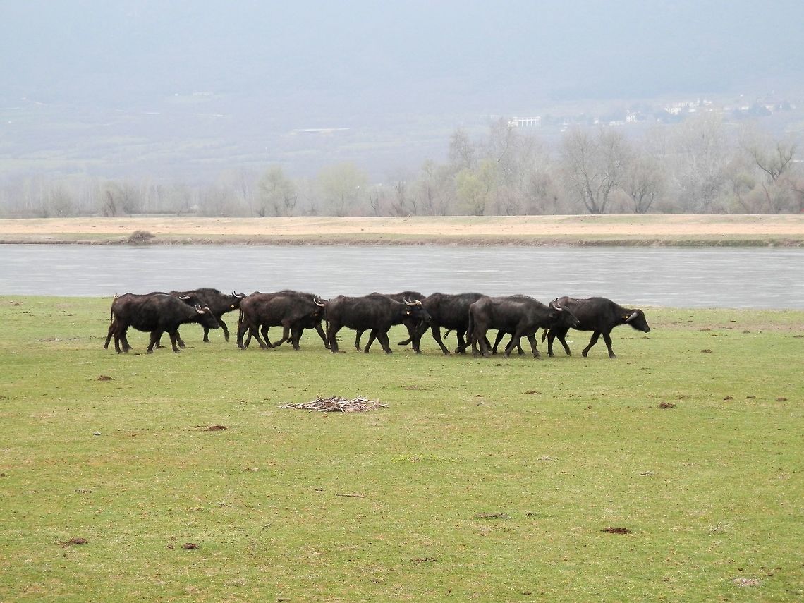 Water buffalos Water buffalos walking along the Struma or Strym&oacute;nas river. They can be found at several locations around the Kerkini lake. Bubalus bubalis,Geotagged,Greece,Spring,Water buffalo