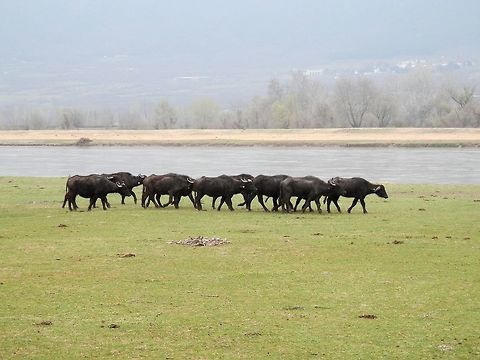 Water buffalos Water buffalos walking along the Struma or Strymónas river. They can be found at several locations around the Kerkini lake. Bubalus bubalis,Geotagged,Greece,Spring,Water buffalo