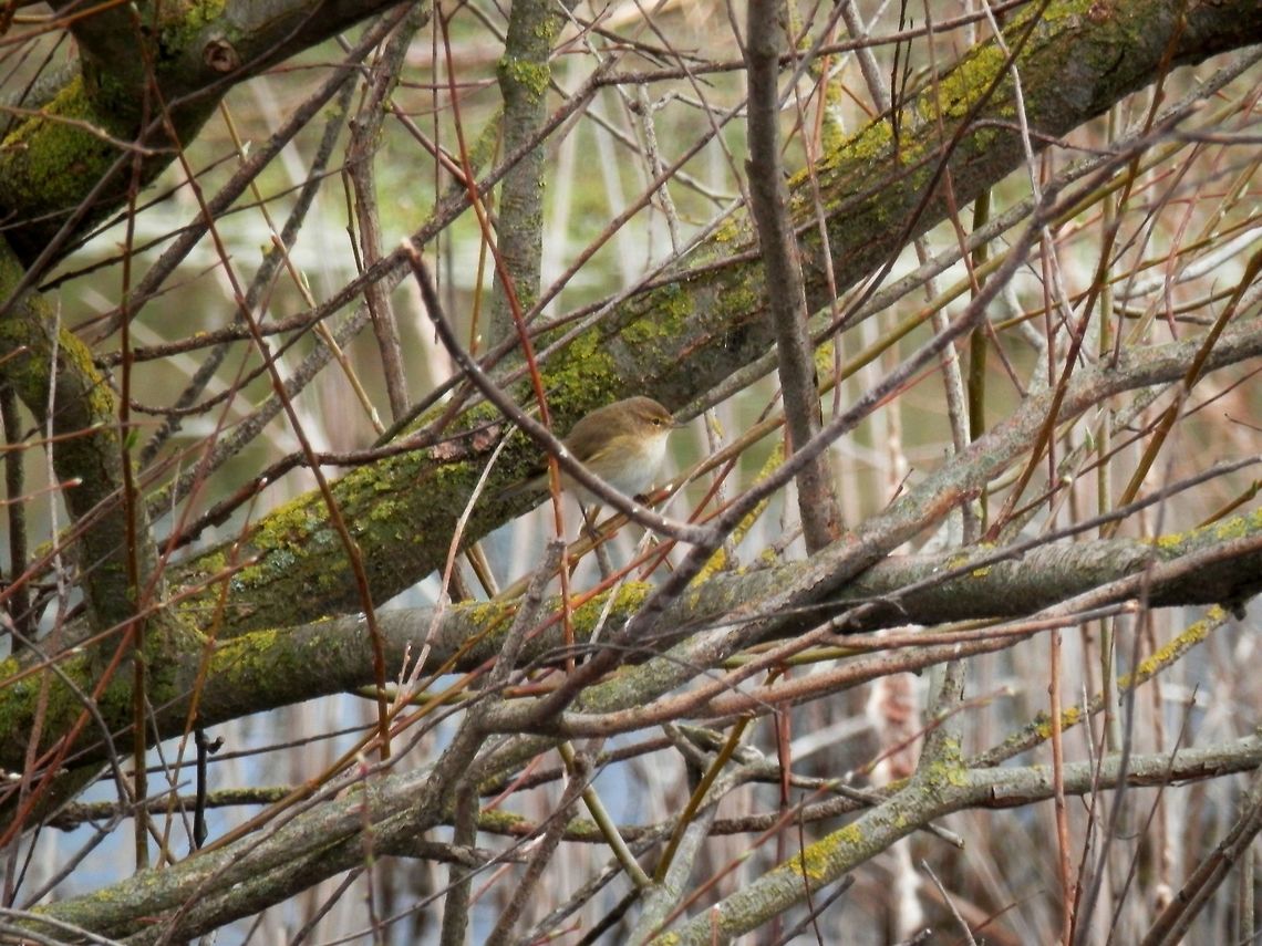 Willow warbler I am not 100% sure if this is a willow warbler or another species of warbler. There are a few species which are very similar.<br />
<br />
This is a list of all the species found around lake Kerkini according to the Lake Kerkini Management Authority visitors guide.<br />
Cettia cetti - Cetti&rsquo;s Warbler<br />
Locustella naevia - Common Grasshopper Warbler<br />
Locustella fluviatilis - River Warbler<br />
Locustella luscinioides - Savi&rsquo;s Warbler<br />
Acrocephalus melanopogon - Moustached Warbler<br />
Acrocephalus schoenobaenus - Sedge Warbler<br />
Acrocephalus palustris - Marsh Warbler<br />
Acrocephalus scirpaceus - Eurasian Reed Warbler<br />
Acrocephalus arundinaceus - Great Reed Warbler<br />
Hippolais pallida - Eastern Olivaceous Warbler<br />
Hippolais olivetorum - Olive-tree Warbler<br />
Hippolais icterina - Icterine Warbler<br />
Sylvia cantillans - Subalpine Warbler<br />
Sylvia melanocephala - Sardinian Warbler<br />
Sylvia crassirostris - Eastern Orphean Warbler<br />
Sylvia curruca - Lesser Whitethroat<br />
Sylvia communis - Common Whitethroat<br />
Sylvia atricapilla - Blackcap<br />
Phylloscopus orientalis - Eastern Bonelli&rsquo;s Warbler<br />
Phylloscopus sibilatrix - Wood Warbler<br />
Phylloscopus collybita - Common Chiffchaff<br />
Phylloscopus trochilus - Willow Warbler<br />
<br />
If someone knows them better and has another suggestion please let me know. Common Chiffchaff,Geotagged,Greece,Phylloscopus collybita,Spring