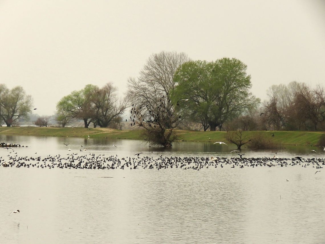Lake Kerkini overview 3 This is an overview of the North-East end of lake Kerkini where the river Struma enters the lake. In it's current state the lake is a man made reservoir. The dam is operating since 1982.<br />
Here you can see mostly great cormorants, Dalmatian and great white pelicans, great crested grebes and black-headed gulls. Geotagged,Great Cormorant,Greece,Lake,Lake Kerkini,Phalacrocorax carbo,Spring