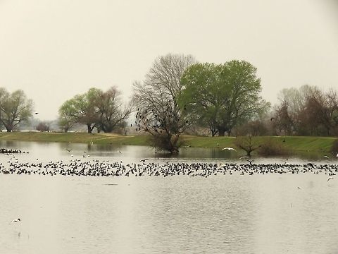 Lake Kerkini overview 3 This is an overview of the North-East end of lake Kerkini where the river Struma enters the lake. In it's current state the lake is a man made reservoir. The dam is operating since 1982.
Here you can see mostly great cormorants, Dalmatian and great white pelicans, great crested grebes and black-headed gulls. Geotagged,Great Cormorant,Greece,Lake,Lake Kerkini,Phalacrocorax carbo,Spring