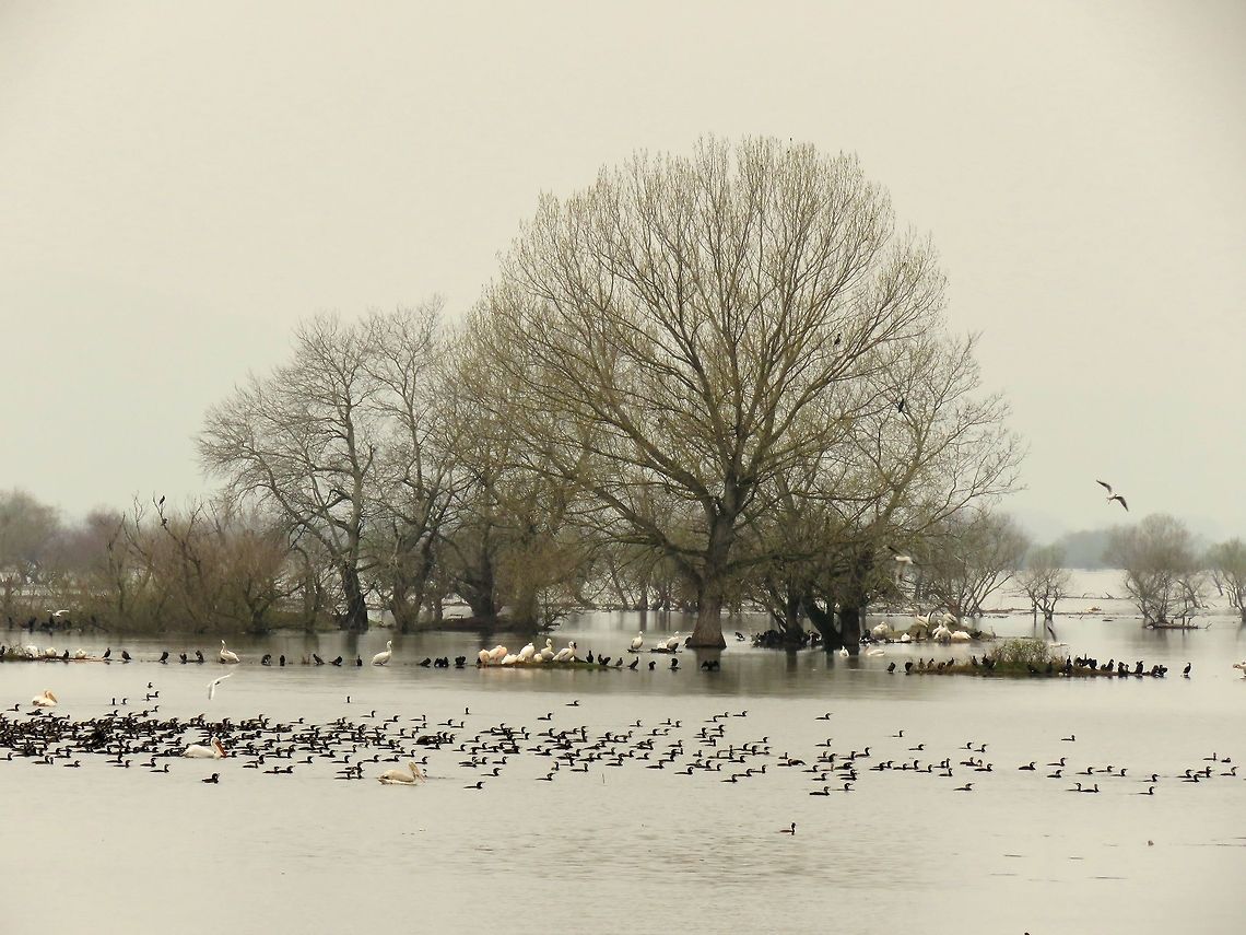 Lake Kerkini overview 2 This is an overview of the North-East end of lake Kerkini where the river Struma enters the lake. In it's current state the lake is a man made reservoir. The dam is operating since 1982.<br />
Here you can see mostly great cormorants, Dalmatian and great white pelicans, great crested grebes and black-headed gulls. Geotagged,Great Cormorant,Greece,Lake,Lake Kerkini,Phalacrocorax carbo,Spring