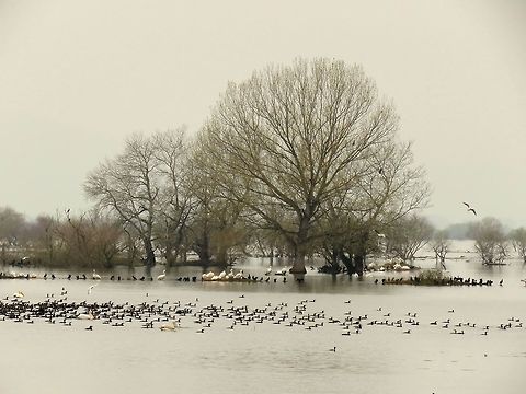 Lake Kerkini overview 2 This is an overview of the North-East end of lake Kerkini where the river Struma enters the lake. In it's current state the lake is a man made reservoir. The dam is operating since 1982.
Here you can see mostly great cormorants, Dalmatian and great white pelicans, great crested grebes and black-headed gulls. Geotagged,Great Cormorant,Greece,Lake,Lake Kerkini,Phalacrocorax carbo,Spring