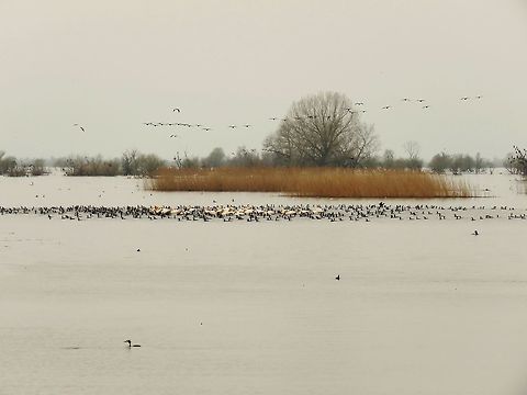 Lake Kerkini overview 1 This is an overview of the North-East end of lake Kerkini where the river Struma enters the lake. In it's current state the lake is a man made reservoir. The dam is operating since 1982.
Here you can see mostly great cormorants, Dalmatian and great white pelicans, great crested grebes and black-headed gulls. Geotagged,Great Cormorant,Greece,Lake,Lake Kerkini,Phalacrocorax carbo,Spring