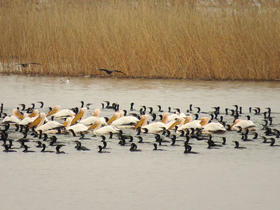Great white pelicans escorted by great cormorants  Geotagged,Great White Pelican,Greece,Lake Kerkini,Pelecanus onocrotalus,Spring