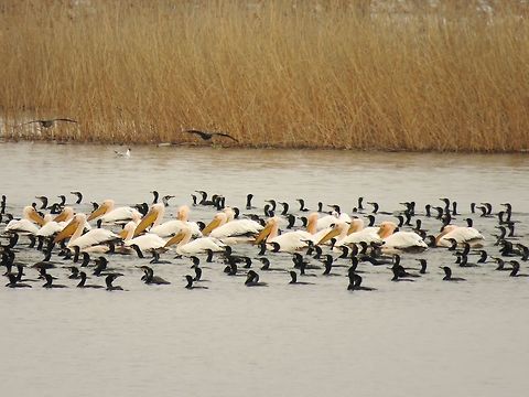 Great white pelicans escorted by great cormorants  Geotagged,Great White Pelican,Greece,Lake Kerkini,Pelecanus onocrotalus,Spring