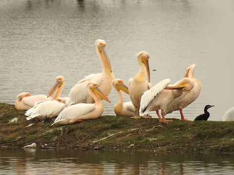 Great white pelicans  Geotagged,Great White Pelican,Greece,Lake Kerkini,Pelecanus onocrotalus,Spring