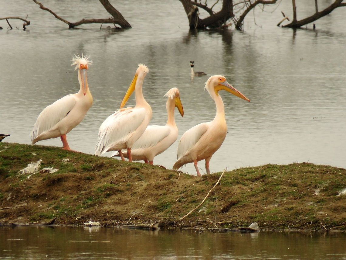 Great white pelicans  Geotagged,Great White Pelican,Greece,Lake Kerkini,Pelecanus onocrotalus,Spring