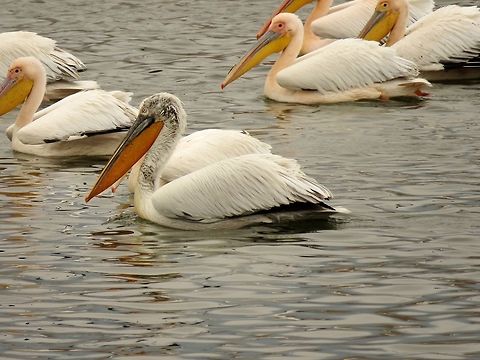 Dalmatian pelican Dalmatian pelican in the company of white pelicans. Dalmatian Pelican,Geotagged,Greece,Lake Kerkini,Pelecanus crispus,Spring