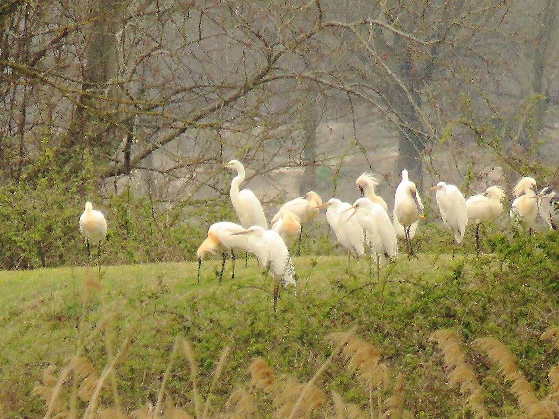 Spoonbills and great egrets Another group of birds that can be found on the dikes or perching on trees are spoonbills, great and little egrets and grey herons. Eurasian Spoonbill,Geotagged,Greece,Lake Kerkini,Platalea leucorodia,Spring
