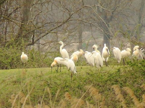 Spoonbills and great egrets Another group of birds that can be found on the dikes or perching on trees are spoonbills, great and little egrets and grey herons. Eurasian Spoonbill,Geotagged,Greece,Lake Kerkini,Platalea leucorodia,Spring