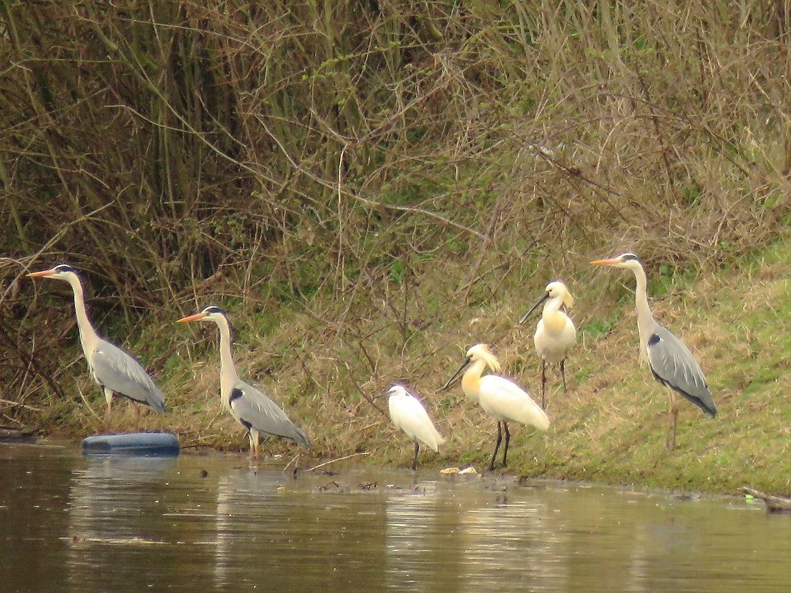 On the dike Another group of birds that can be found on the dikes or perching on trees are spoonbills, great and little egrets and grey herons. Egretta garzetta,Geotagged,Greece,Lake Kerkini,Little Egret,Spring