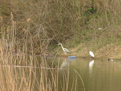Common moorhen Obviously, the camera was pointed to the bigger birds and these moorhens were a bonus. I only noticed them while processing the photos. I didn't see any others so I will use this photo to map the species. Common Moorhen,Gallinula chloropus,Geotagged,Greece,Lake Kerkini,Spring