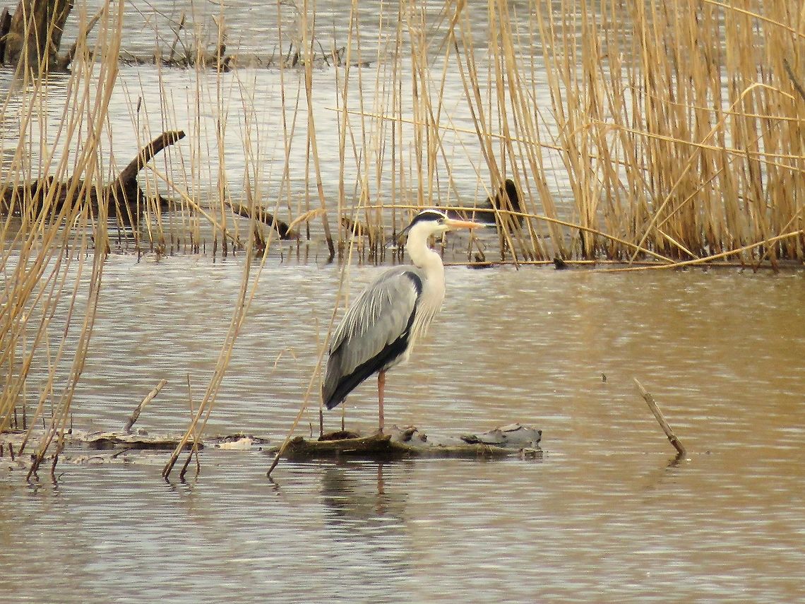 Grey heron  Ardea cinerea,Geotagged,Greece,Grey Heron,Lake Kerkini,Spring