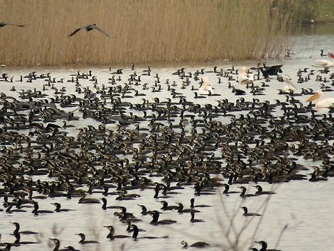 Great cormorants Count them if you can... Geotagged,Great Cormorant,Greece,Lake Kerkini,Phalacrocorax carbo,Spring