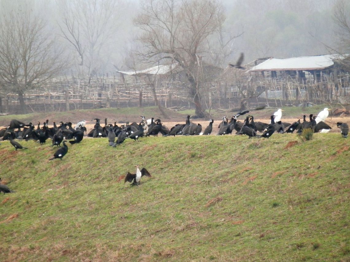 Great cormorants on the dike Eventually, they come out on the dike to dry their wings. A few of them had a pale chest instead of black. Geotagged,Great Cormorant,Greece,Lake Kerkini,Phalacrocorax carbo,Spring