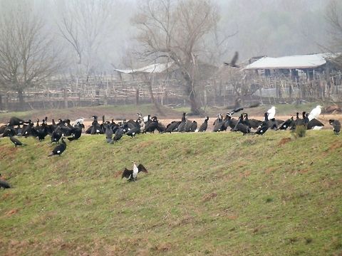 Great cormorants on the dike Eventually, they come out on the dike to dry their wings. A few of them had a pale chest instead of black. Geotagged,Great Cormorant,Greece,Lake Kerkini,Phalacrocorax carbo,Spring