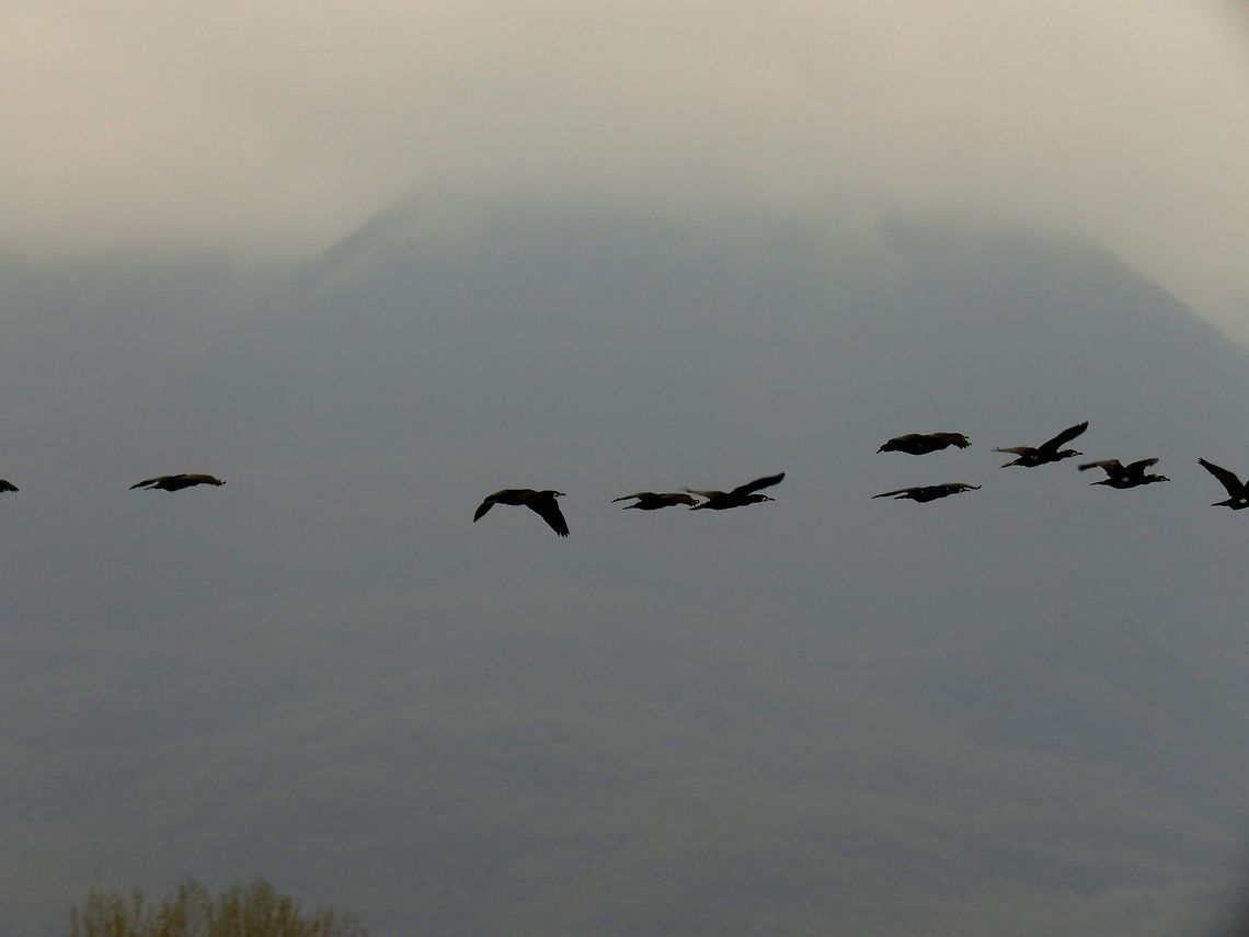 Great cormorants in flight Here you can see the clouds we had all day. What you cannot see behind the clouds is the Belasitsa or Kerkini or Belles mountain which is the border between Bulgaria and Greece. Geotagged,Great Cormorant,Greece,Lake Kerkini,Phalacrocorax carbo,Spring