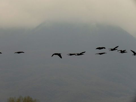 Great cormorants in flight Here you can see the clouds we had all day. What you cannot see behind the clouds is the Belasitsa or Kerkini or Belles mountain which is the border between Bulgaria and Greece. Geotagged,Great Cormorant,Greece,Lake Kerkini,Phalacrocorax carbo,Spring