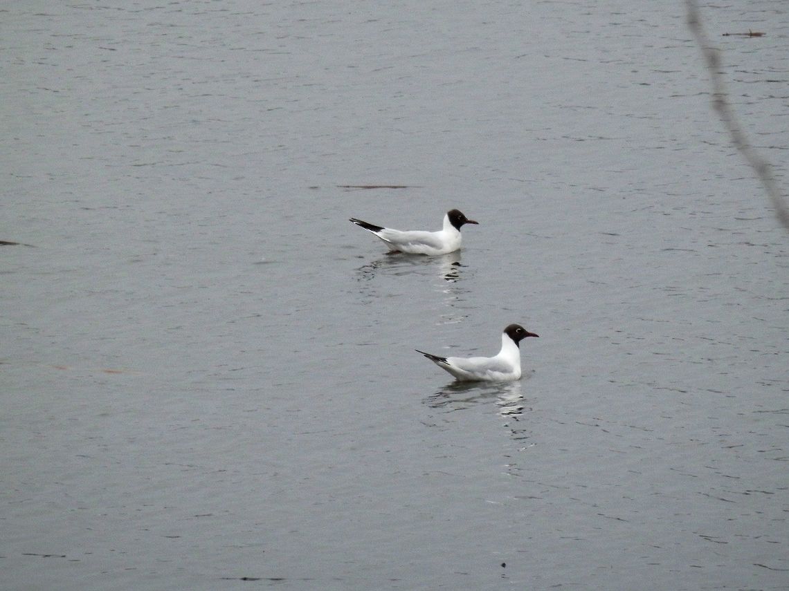 Black-headed gulls  Black-headed Gull,Chroicocephalus ridibundus,Geotagged,Greece,Lake Kerkini,Spring