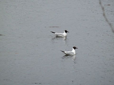 Black-headed gulls  Black-headed Gull,Chroicocephalus ridibundus,Geotagged,Greece,Lake Kerkini,Spring
