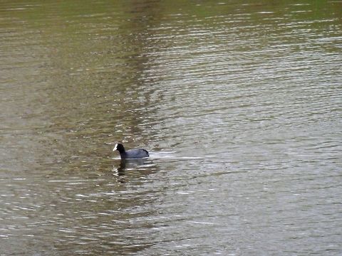 Eurasian coot  Eurasian Coot,Fulica atra,Geotagged,Greece,Lake Kerkini,Spring