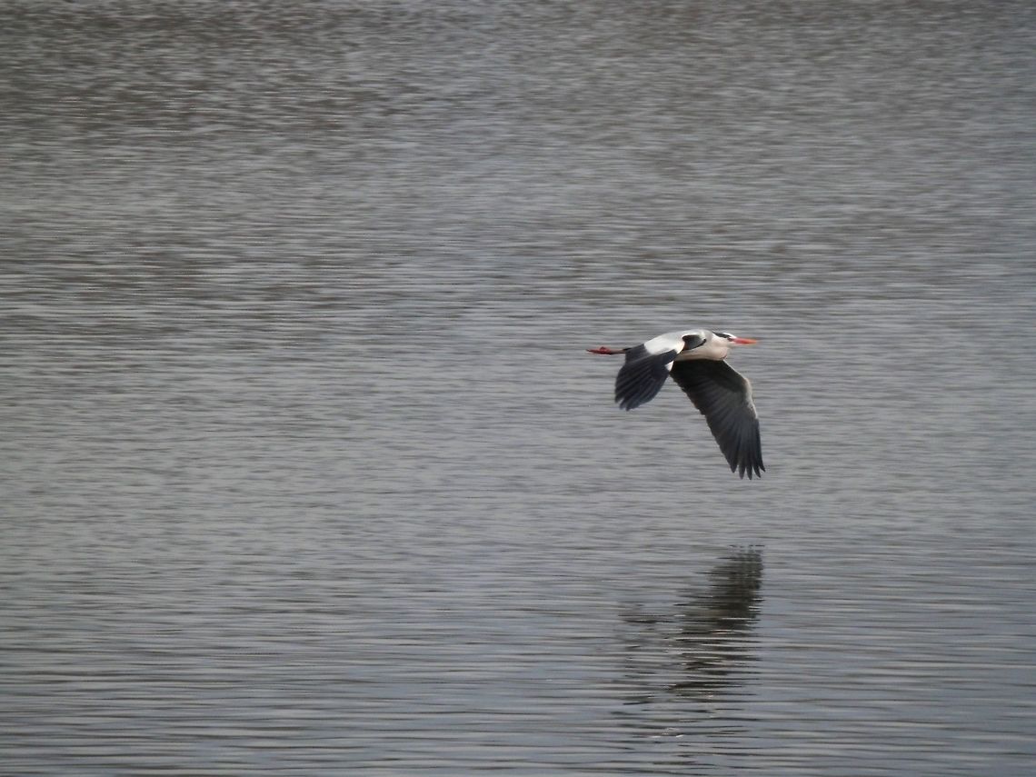 Grey heron in flight  Ardea cinerea,Geotagged,Greece,Grey Heron,Lake Kerkini,Spring