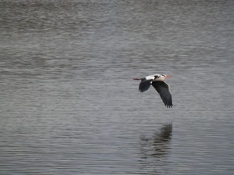 Grey heron in flight  Ardea cinerea,Geotagged,Greece,Grey Heron,Lake Kerkini,Spring