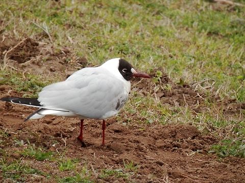 Black-headed gull This poor thing was limping on the dike. It allowed me to approach it for this shot. Black-headed Gull,Chroicocephalus ridibundus,Geotagged,Greece,Lake Kerkini,Spring