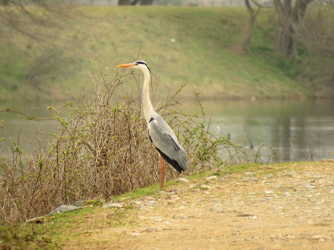 Grey heron  Ardea cinerea,Geotagged,Greece,Grey Heron,Lake Kerkini,Spring