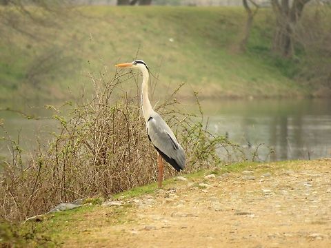 Grey heron  Ardea cinerea,Geotagged,Greece,Grey Heron,Lake Kerkini,Spring