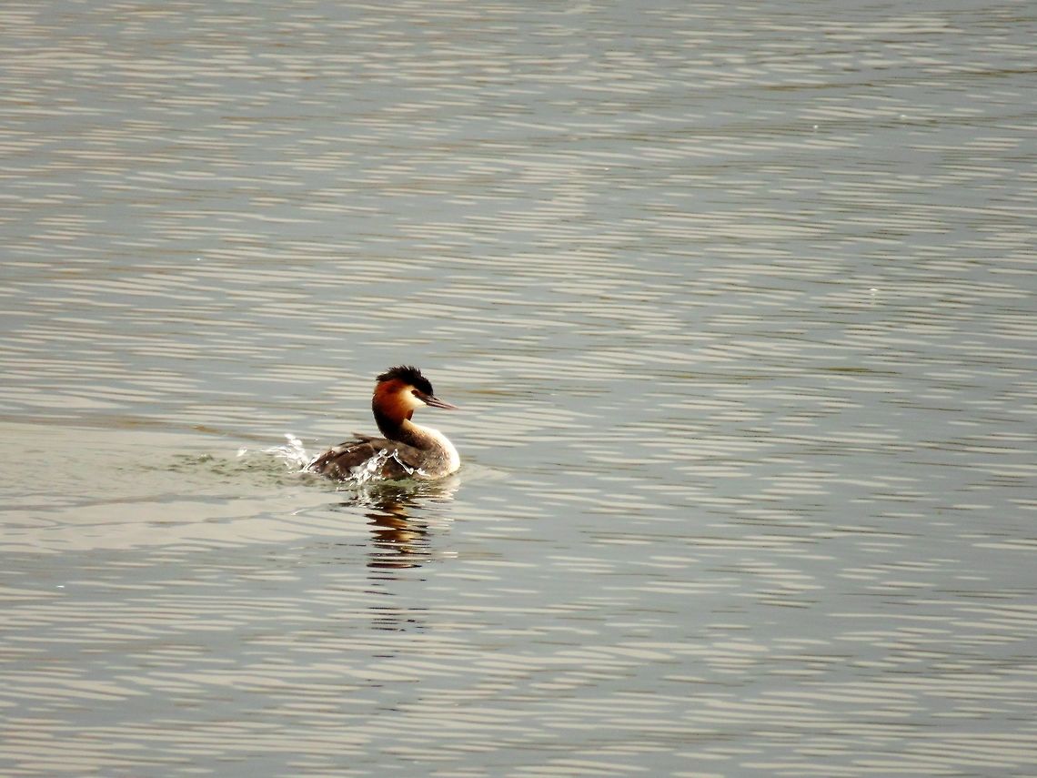 Great crested grebe water splash  Geotagged,Great Crested Grebe,Greece,Lake Kerkini,Podiceps cristatus,Spring