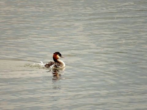 Great crested grebe water splash  Geotagged,Great Crested Grebe,Greece,Lake Kerkini,Podiceps cristatus,Spring