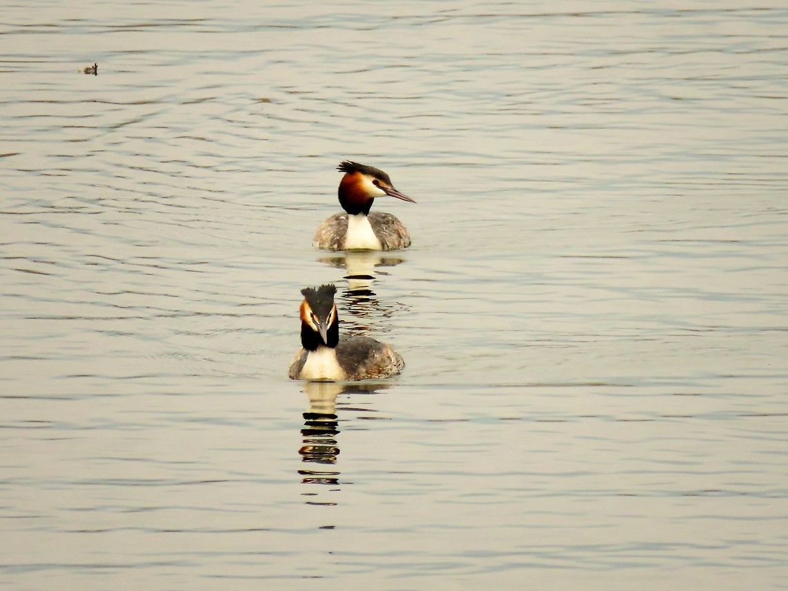 Great crested grebe couple From all the birds at the lake these are my favourite. They were all around the lake at every site. Geotagged,Great Crested Grebe,Greece,Lake Kerkini,Podiceps cristatus,Spring