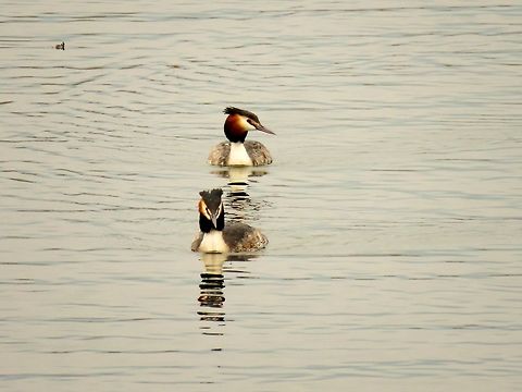 Great crested grebe couple From all the birds at the lake these are my favourite. They were all around the lake at every site. Geotagged,Great Crested Grebe,Greece,Lake Kerkini,Podiceps cristatus,Spring