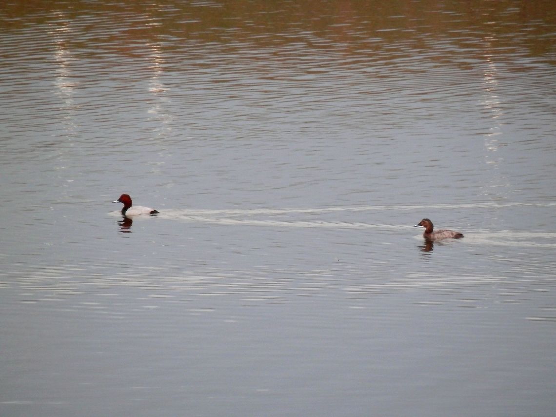 Common pochard couple  Aythya ferina,Common Pochard,Geotagged,Greece,Lake Kerkini,Spring