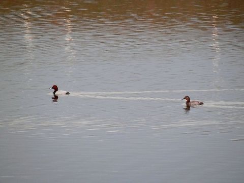 Common pochard couple  Aythya ferina,Common Pochard,Geotagged,Greece,Lake Kerkini,Spring