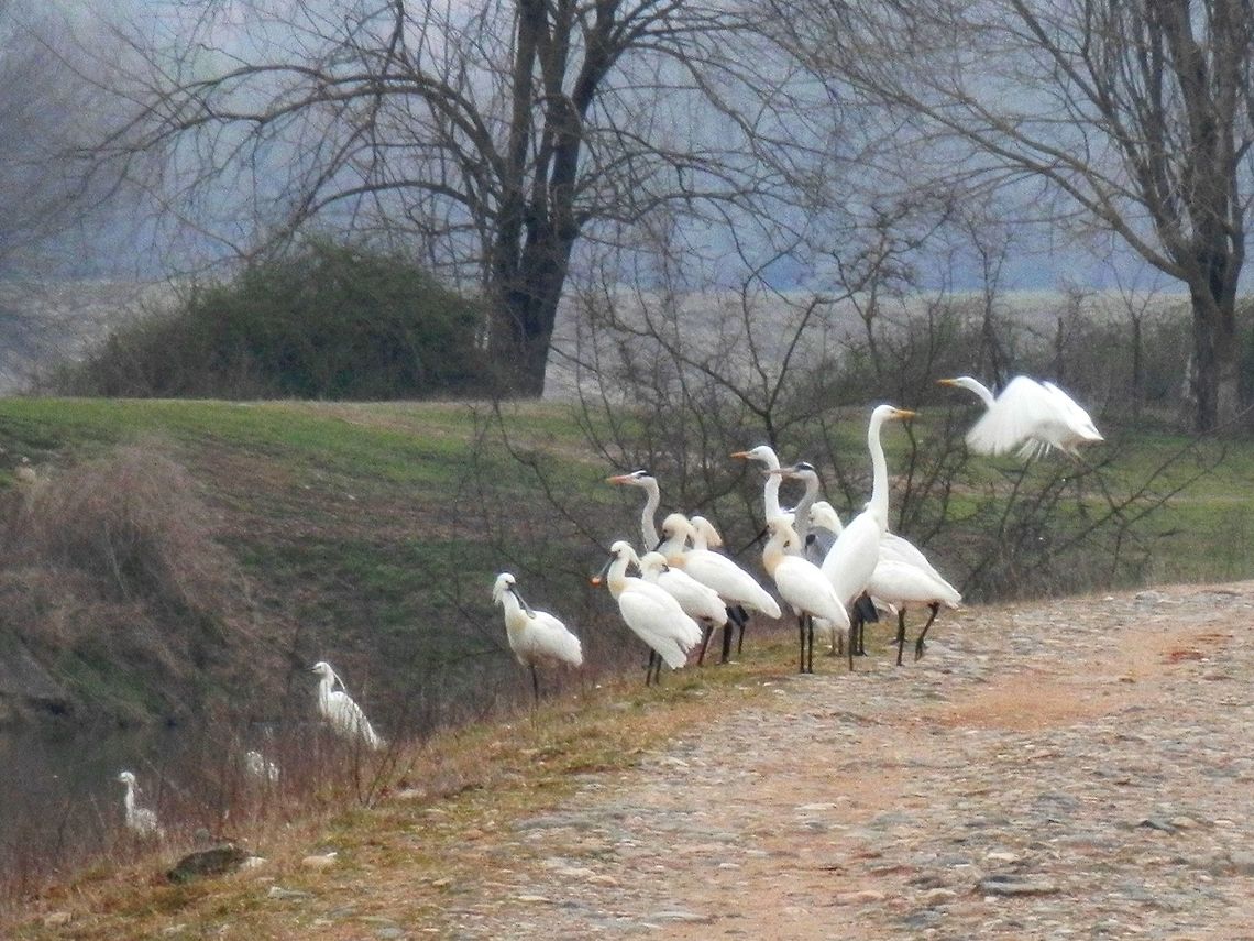 Spoonbills, grey herons and great egrets  Ardea alba,Geotagged,Great egret,Greece,Lake Kerkini,Spring