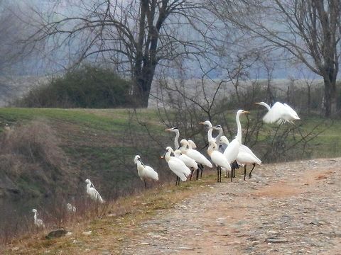 Spoonbills, grey herons and great egrets  Ardea alba,Geotagged,Great egret,Greece,Lake Kerkini,Spring