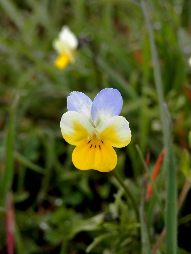 Viola tricolor subsp. macedonica Some of them are only white and yellow. You can see one in the background.<br />
<a href="http://photos.v-d-brink.eu/Flora-and-Fauna/Europe/Greece-central-mainland/i-49SnnNC/A" rel="nofollow">http://photos.v-d-brink.eu/Flora-and-Fauna/Europe/Greece-central-mainland/i-49SnnNC/A</a> Geotagged,Greece,Lake Kerkini,Spring,Viola tricolor subsp. macedonica