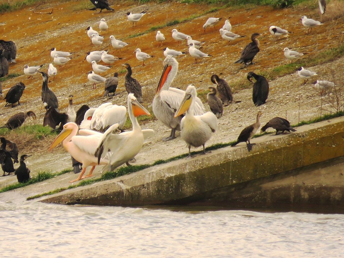 Kerkini dam The dam wall is another favourite place to hang out with the neighbours. Dalmatian Pelican,Geotagged,Greece,Lake Kerkini,Pelecanus crispus,Spring
