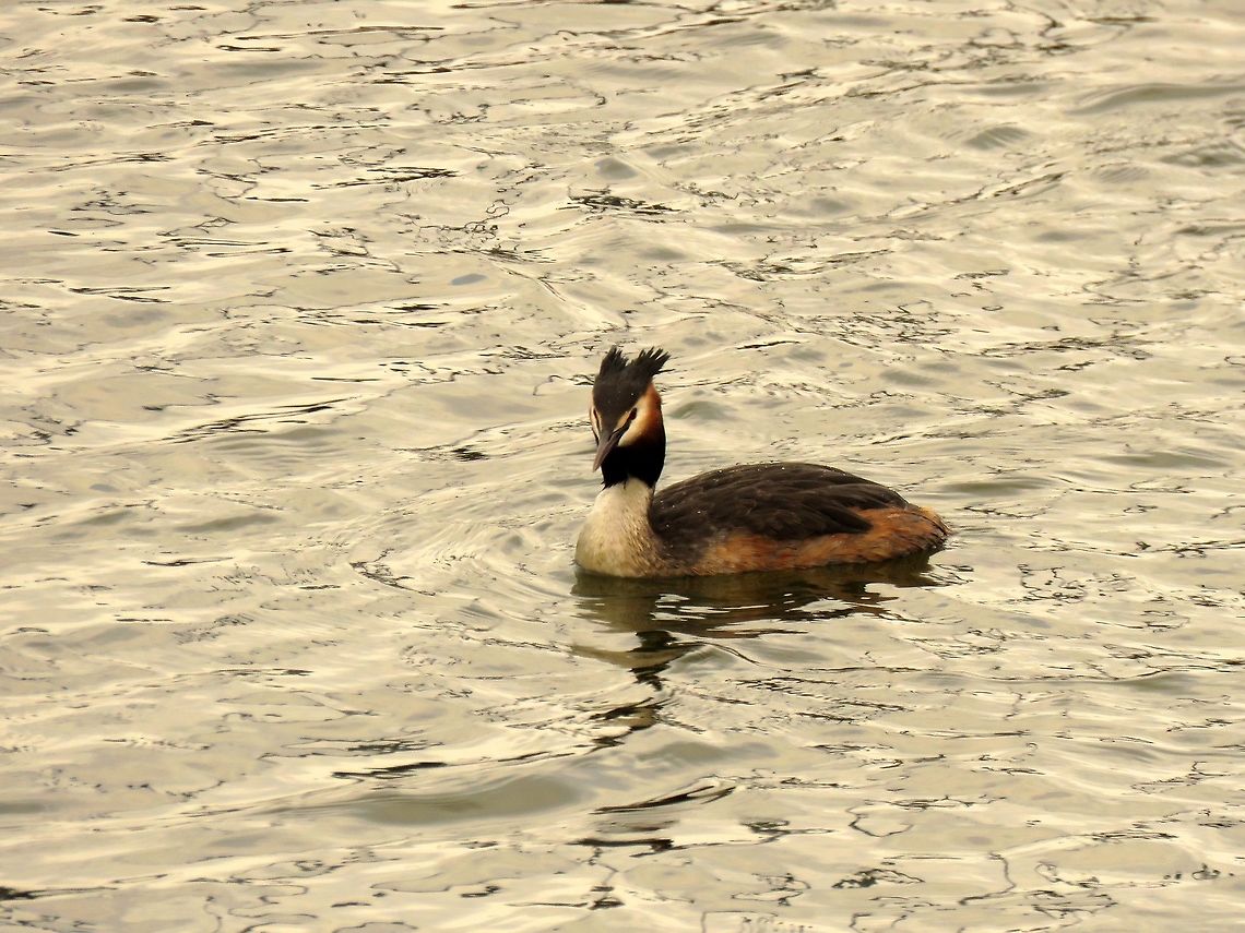 Great crested grebe Another beauty. Geotagged,Great Crested Grebe,Greece,Lake Kerkini,Podiceps cristatus,Spring