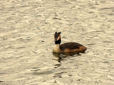 Great crested grebe Another beauty. Geotagged,Great Crested Grebe,Greece,Lake Kerkini,Podiceps cristatus,Spring