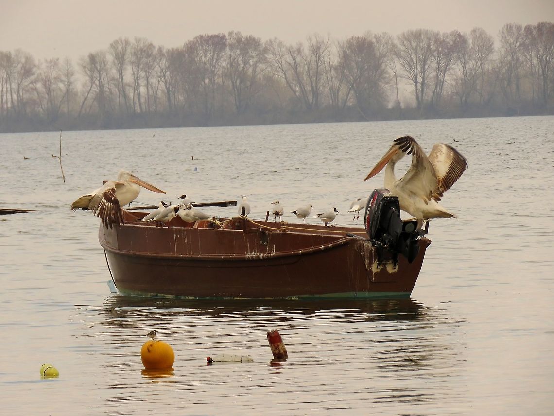 White wagtail Did you find the wagtail? Geotagged,Greece,Lake Kerkini,Motacilla alba,Spring,White wagtail