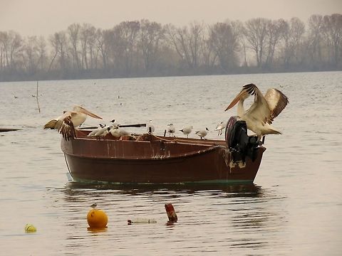 White wagtail Did you find the wagtail? Geotagged,Greece,Lake Kerkini,Motacilla alba,Spring,White wagtail