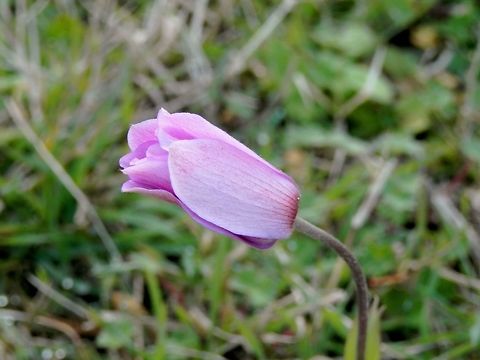 Poppy anemone  Anemone coronaria,Geotagged,Greece,Lake Kerkini,Spanish marigold,Spring