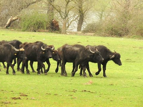 Water buffalos Water buffalos walking along the Struma or Strym&oacute;nas river. They can be found at several locations around the Kerkini lake.  Bubalus bubalis,Geotagged,Greece,Spring,Water buffalo